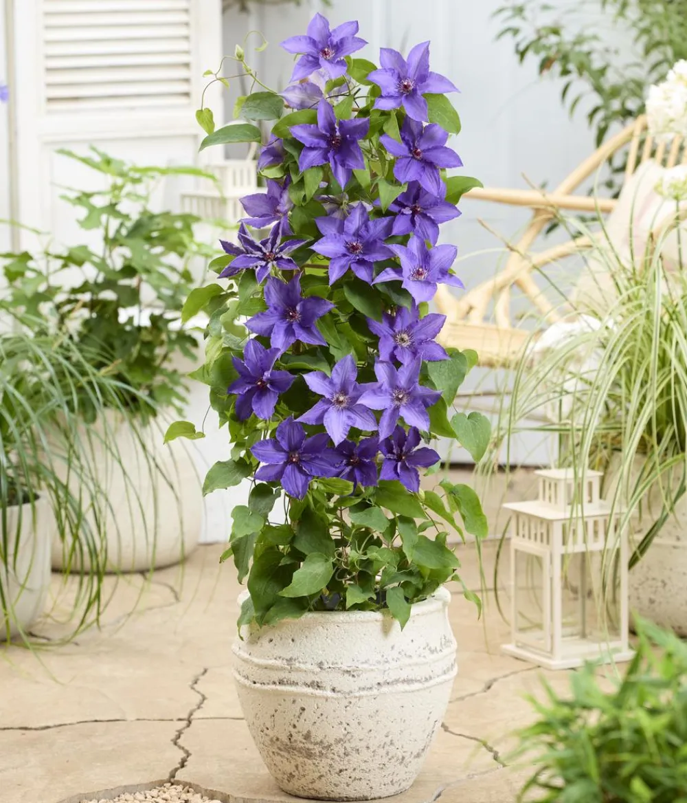 Dehner Guernsey Waldrebe - Clematis 'Lindsay' Best