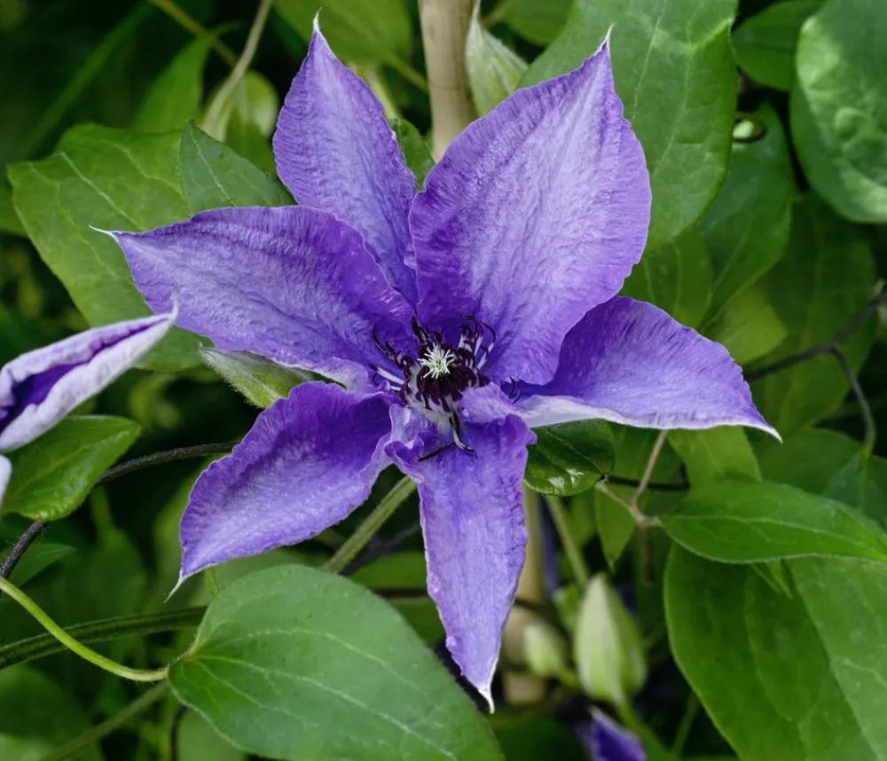 Dehner Guernsey Waldrebe - Clematis 'Lindsay' Best