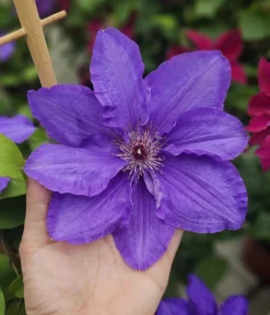 Dehner Guernsey Waldrebe - Clematis 'Lindsay' Best
