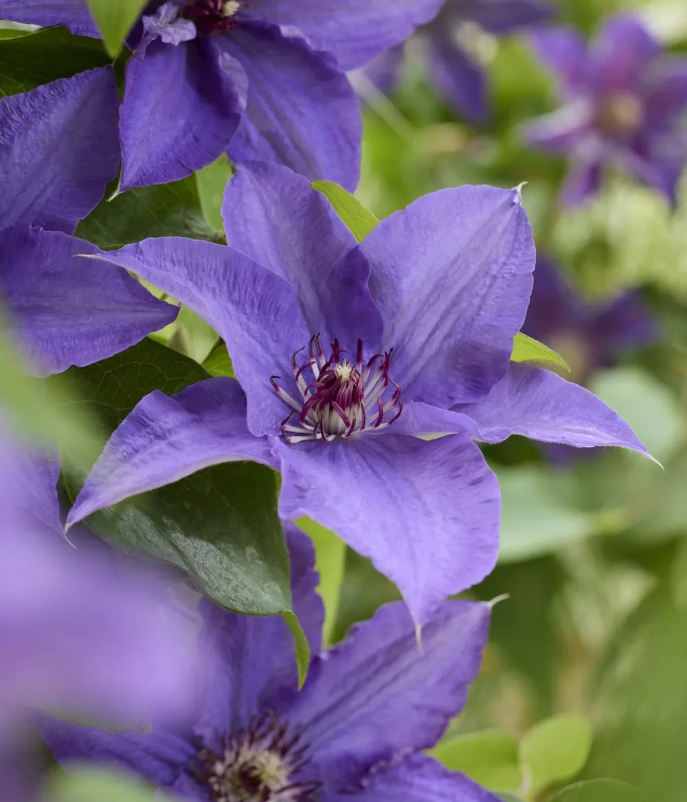 Dehner Guernsey Waldrebe - Clematis 'Lindsay' Best