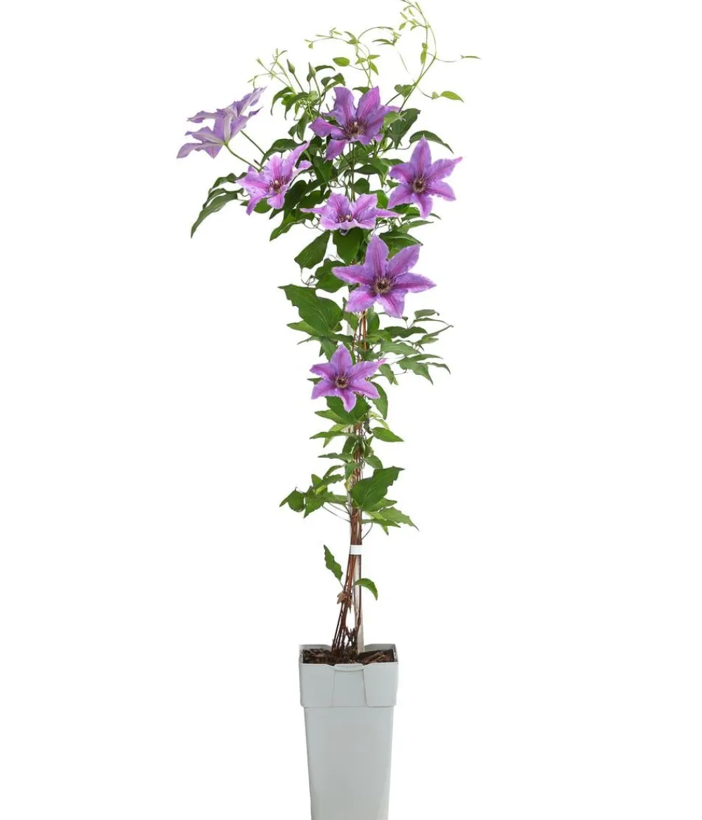 Dehner Clematis|Kletterpflanzen - Guernsey Waldrebe - Clematis 'Tumaini' Lila