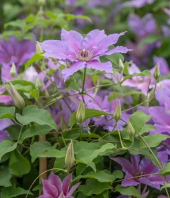 Dehner Clematis|Kletterpflanzen - Guernsey Waldrebe - Clematis 'Tumaini' Lila