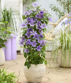 Dehner Clematis|Kletterpflanzen - Guernsey Waldrebe - Clematis 'Tumaini' Lila