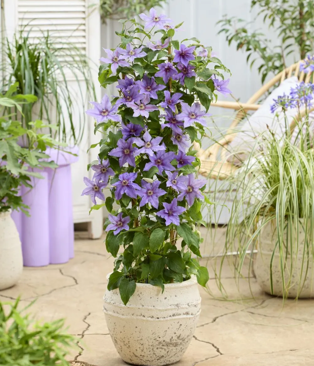 Dehner Clematis|Kletterpflanzen - Guernsey Waldrebe - Clematis 'Tumaini' Lila