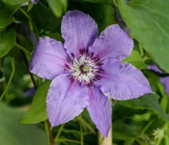 Dehner Clematis|Kletterpflanzen - Guernsey Waldrebe - Clematis 'Tumaini' Lila