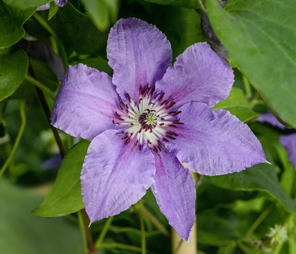 Dehner Clematis|Kletterpflanzen - Guernsey Waldrebe - Clematis 'Tumaini' Lila