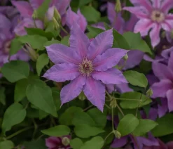 Dehner Clematis|Kletterpflanzen - Guernsey Waldrebe - Clematis 'Tumaini' Lila