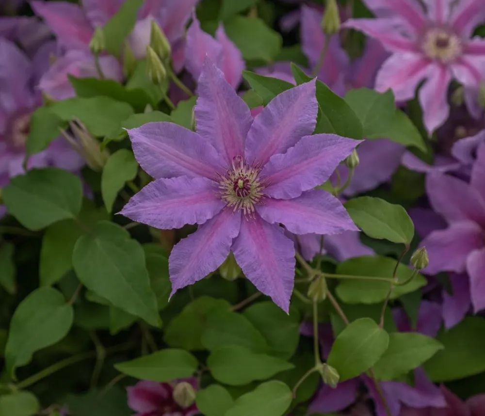 Dehner Clematis|Kletterpflanzen - Guernsey Waldrebe - Clematis 'Tumaini' Lila