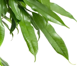 Dehner Grünpflanzen > Gummibaum - Ficus binnendijkii 'Amstel King'