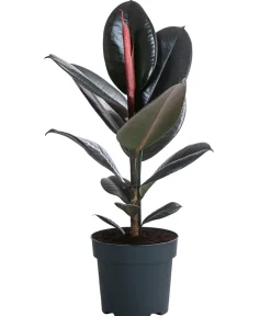 Dehner Grünpflanzen - Gummibaum - Ficus elastica 'Abidjan'