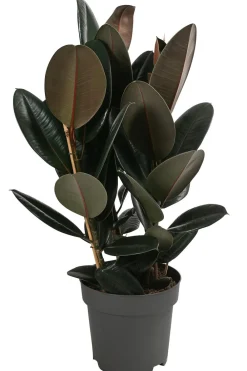 Dehner Grünpflanzen > Gummibaum - Ficus elastica 'Abidjan'