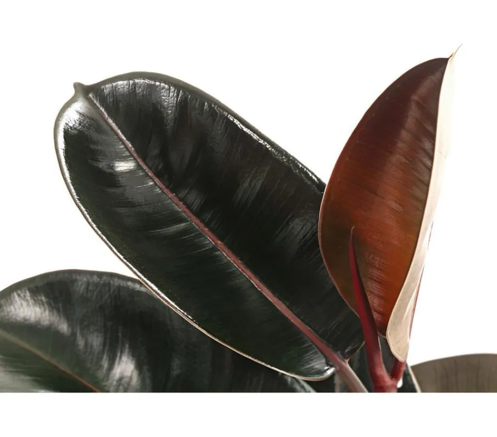 Dehner Grünpflanzen - Gummibaum - Ficus elastica 'Abidjan'