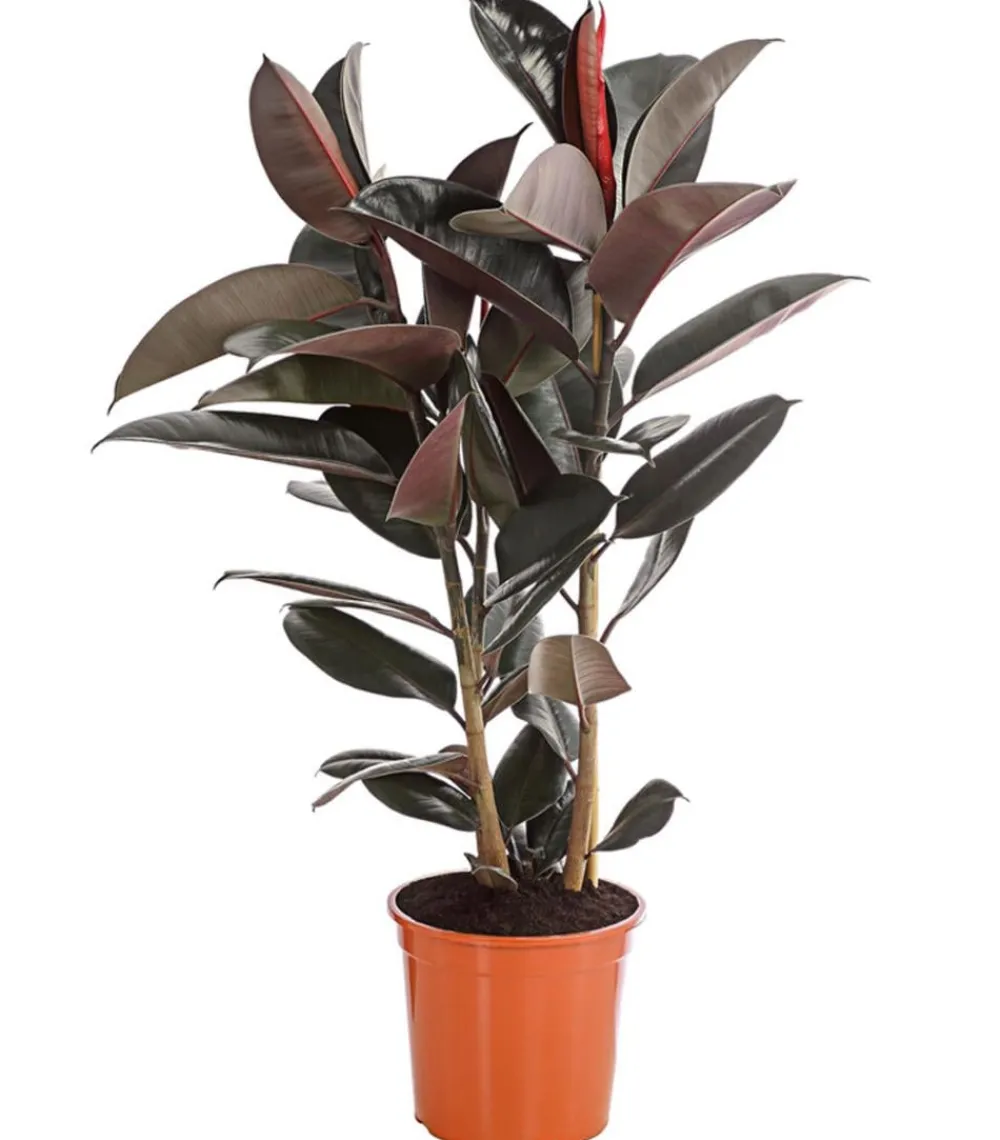 Dehner Grünpflanzen - Gummibaum - Ficus elastica 'Abidjan'