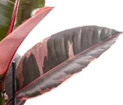 Dehner Grünpflanzen > Gummibaum - Ficus elastica 'Belize'
