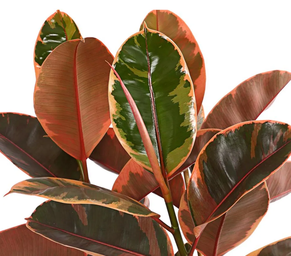 Dehner Gummibaum - Ficus elastica 'Belize' Bunt Clearance