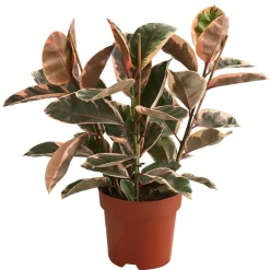 Dehner Grünpflanzen - Gummibaum - Ficus elastica 'Belize' Bunt