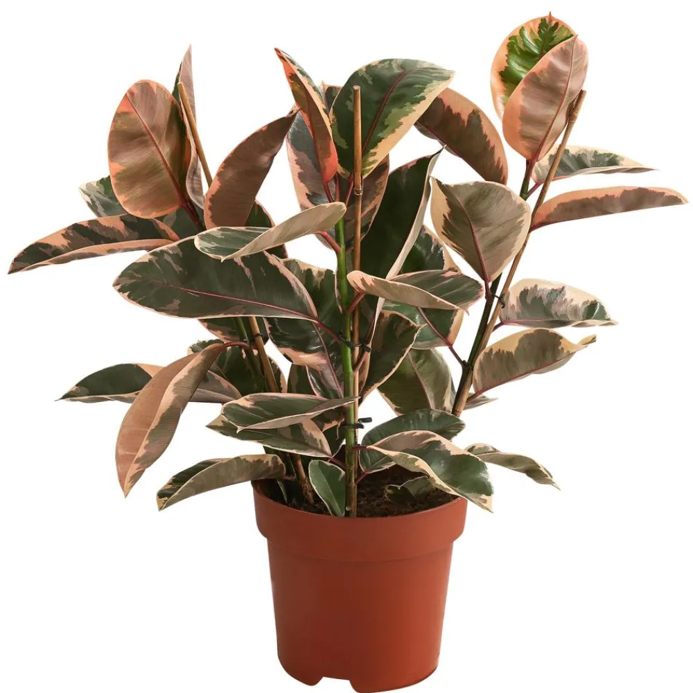 Dehner Grünpflanzen - Gummibaum - Ficus elastica 'Belize' Bunt