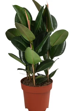 Dehner Grünpflanzen|Solitärpflanzen > Gummibaum - Ficus elastica 'Robusta'