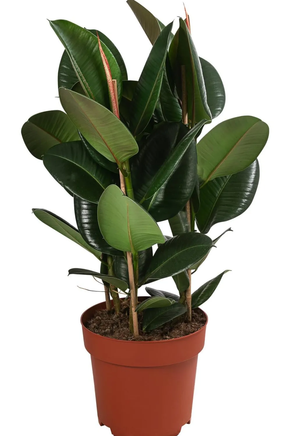 Dehner Grünpflanzen|Solitärpflanzen > Gummibaum - Ficus elastica 'Robusta'