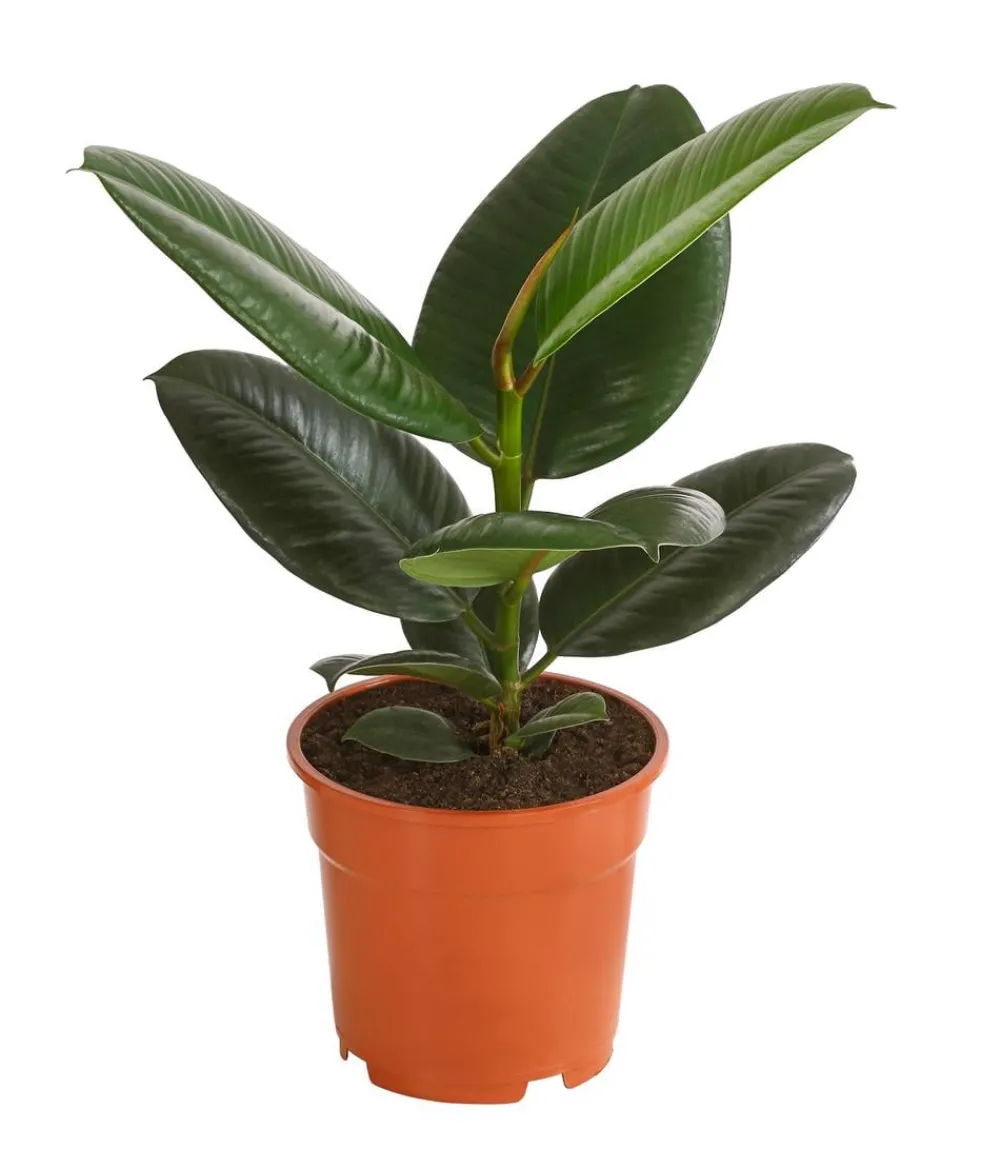 Dehner Gummibaum - Ficus elastica 'Robusta' Dunkelgrün Discount
