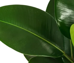 Dehner Hydropflanzen|Grünpflanzen > Gummibaum - Ficus elastica 'Robusta', Hydrokultur