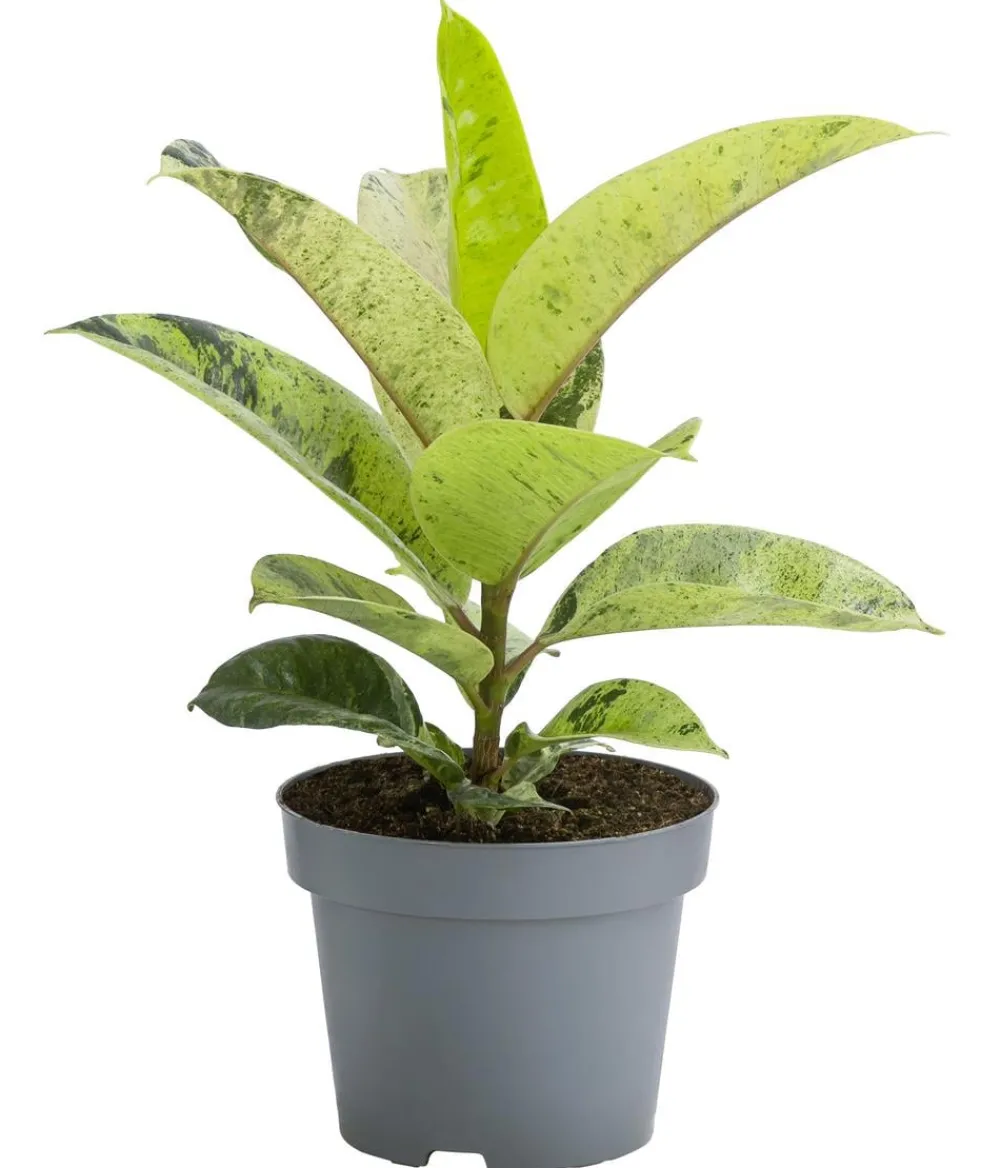 Dehner Grünpflanzen > Gummibaum - Ficus elastica shivereana 'Moonshine'