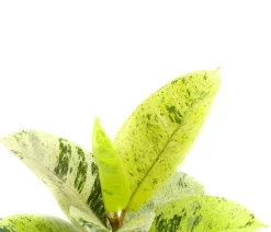 Dehner Grünpflanzen > Gummibaum - Ficus elastica shivereana 'Moonshine'