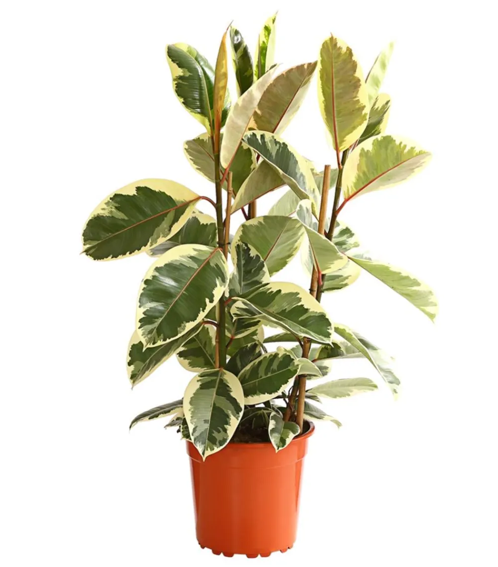 Dehner Gummibaum - Ficus elastica 'Tineke' Clearance