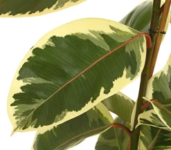 Dehner Gummibaum - Ficus elastica 'Tineke' Clearance