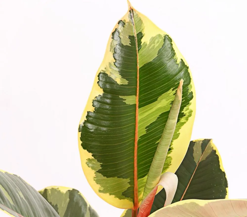 Dehner Grünpflanzen - Gummibaum - Ficus elastica 'Tineke'