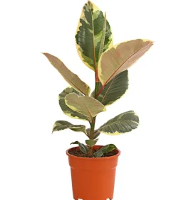 Dehner Grünpflanzen - Gummibaum - Ficus elastica 'Tineke'