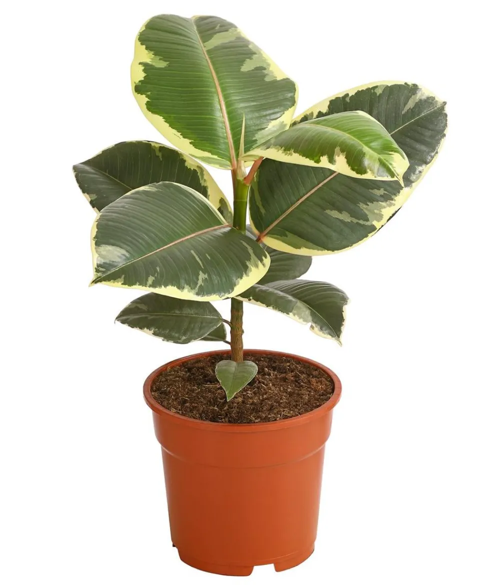 Dehner Grünpflanzen > Gummibaum - Ficus elastica 'Tineke'