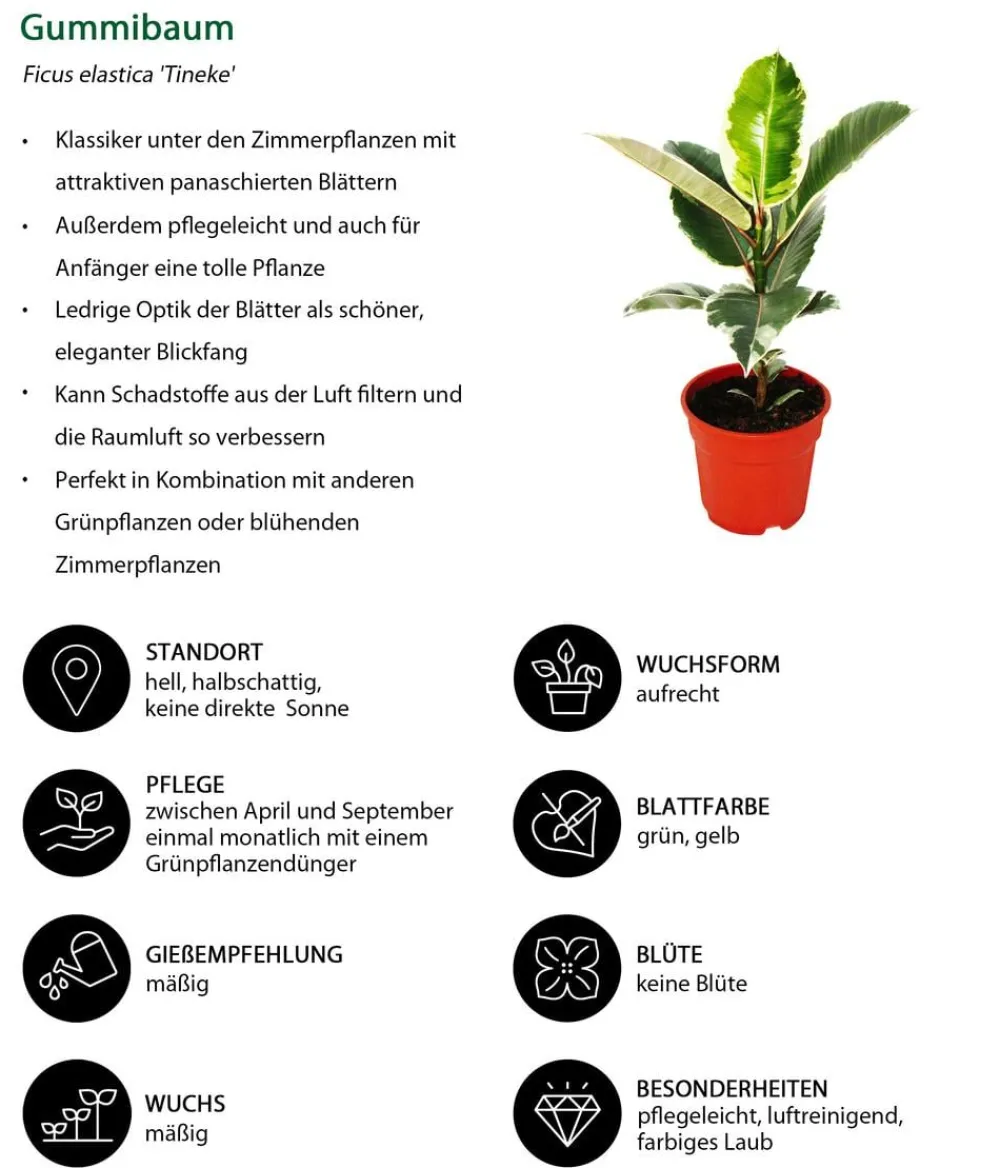 Dehner Grünpflanzen - Gummibaum-Set - Ficus elastica, 2-teilig Grün