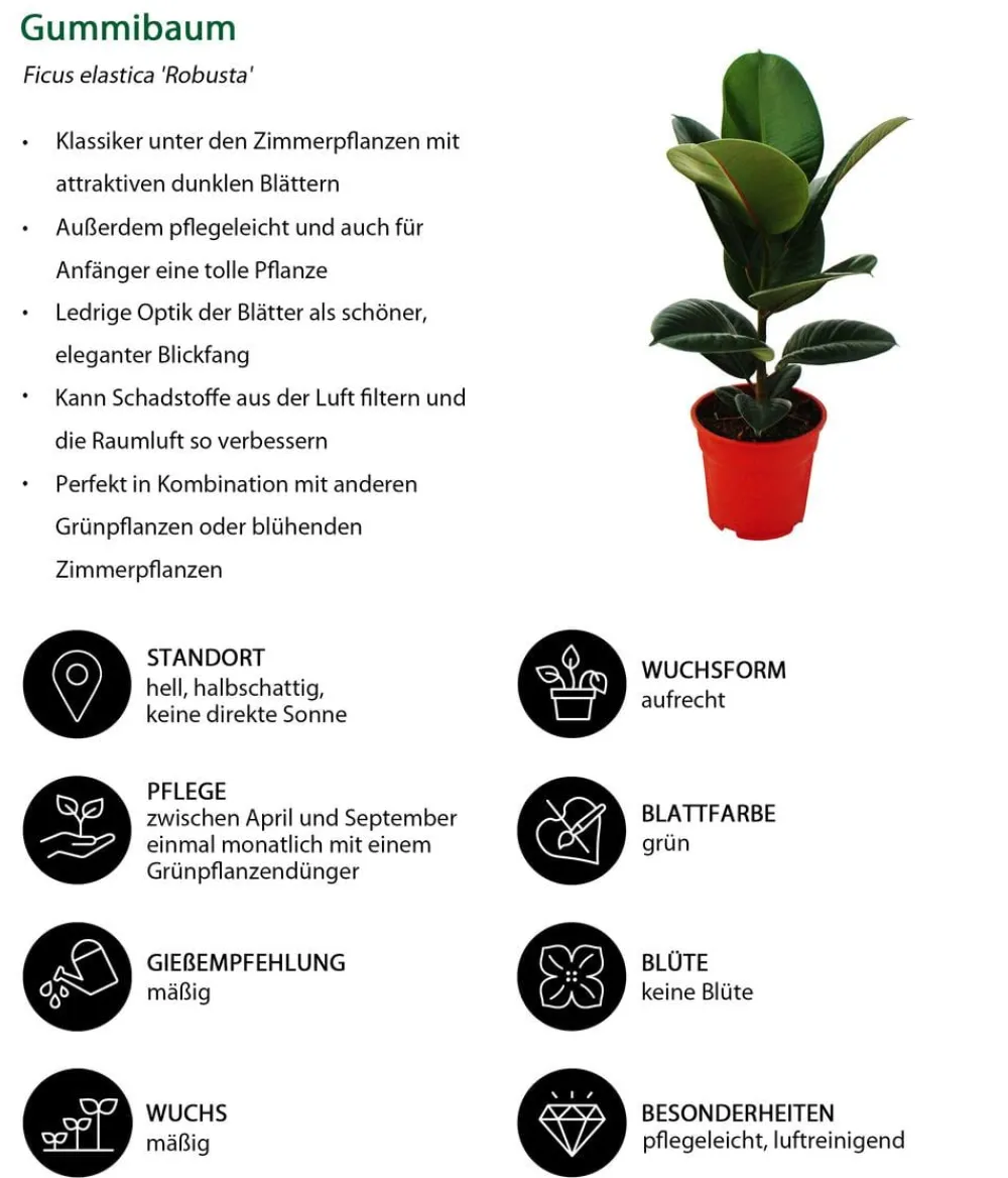 Dehner Grünpflanzen - Gummibaum-Set - Ficus elastica, 2-teilig Grün