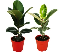 Dehner Grünpflanzen - Gummibaum-Set - Ficus elastica, 2-teilig Grün