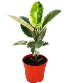 Dehner Grünpflanzen - Gummibaum-Set - Ficus elastica, 2-teilig Grün