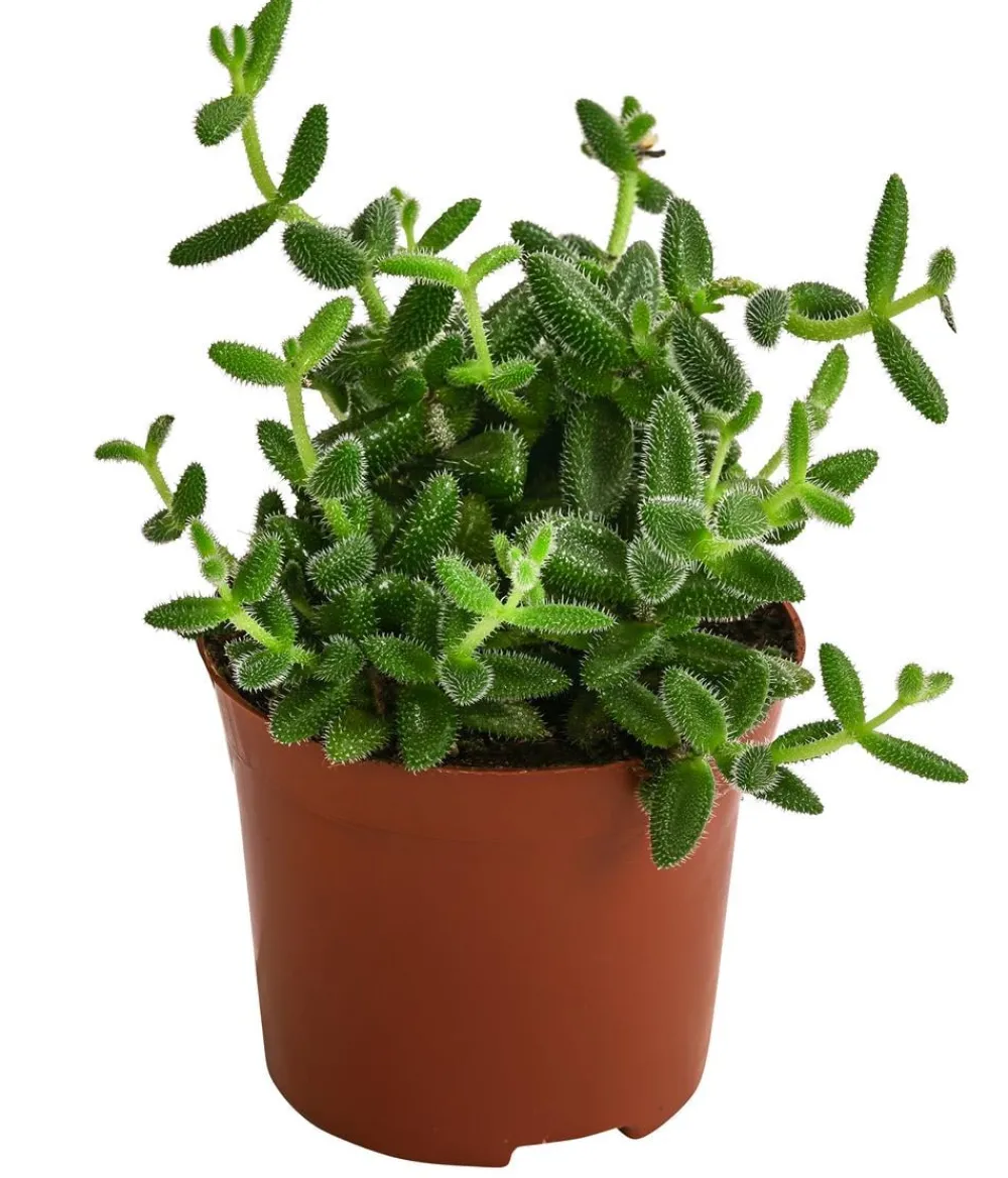 Dehner Sukkulenten - Gurkenpflanze - Delosperma echinatum Grün