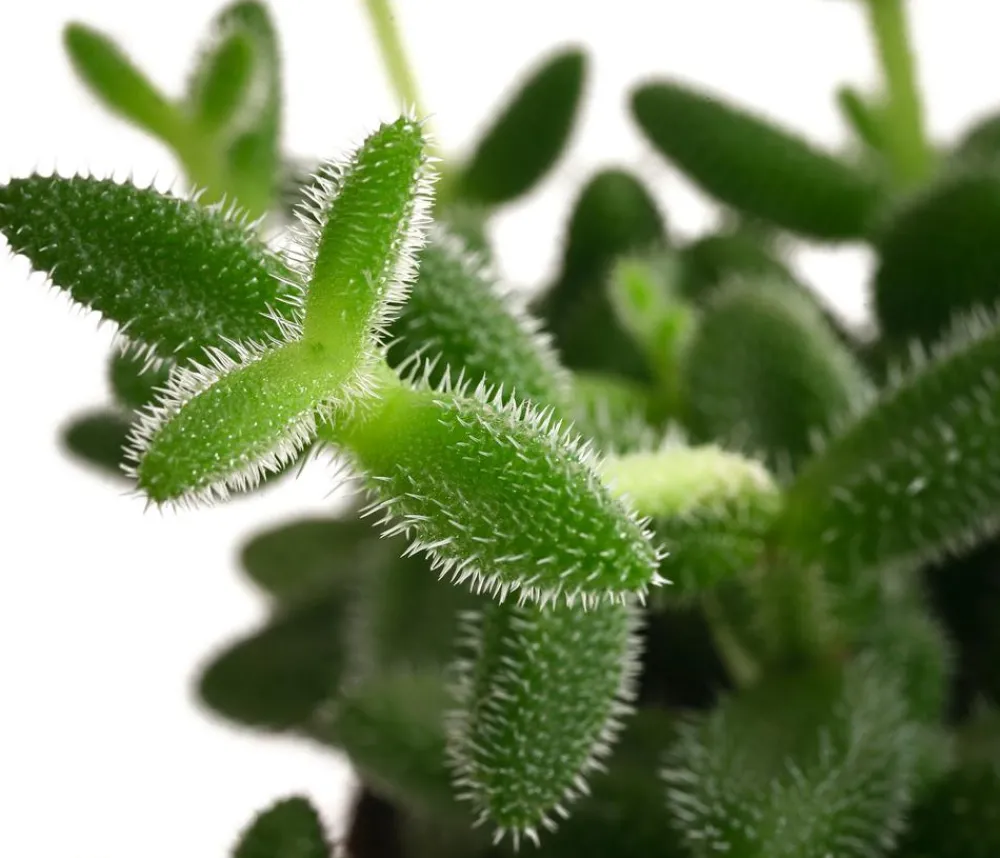 Dehner Sukkulenten - Gurkenpflanze - Delosperma echinatum Grün