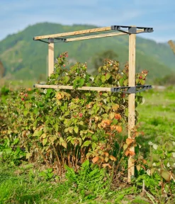 GUSTA GARDEN Rankgitter & Obelisken - Beeren-Rankhilfe Berry Buddy, ca. B119/H139/T35 cm Natur