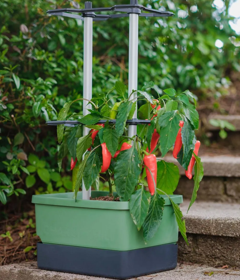GUSTA GARDEN Chili-Pflanztopf Charly Chili, ca. B35/H69/T28 cm Dunkelgrün Clearance