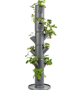 GUSTA GARDEN Erdbeerbaum Sissi Strawberry Classic, ca. B32/H113/T27 cm Dunkelgrau