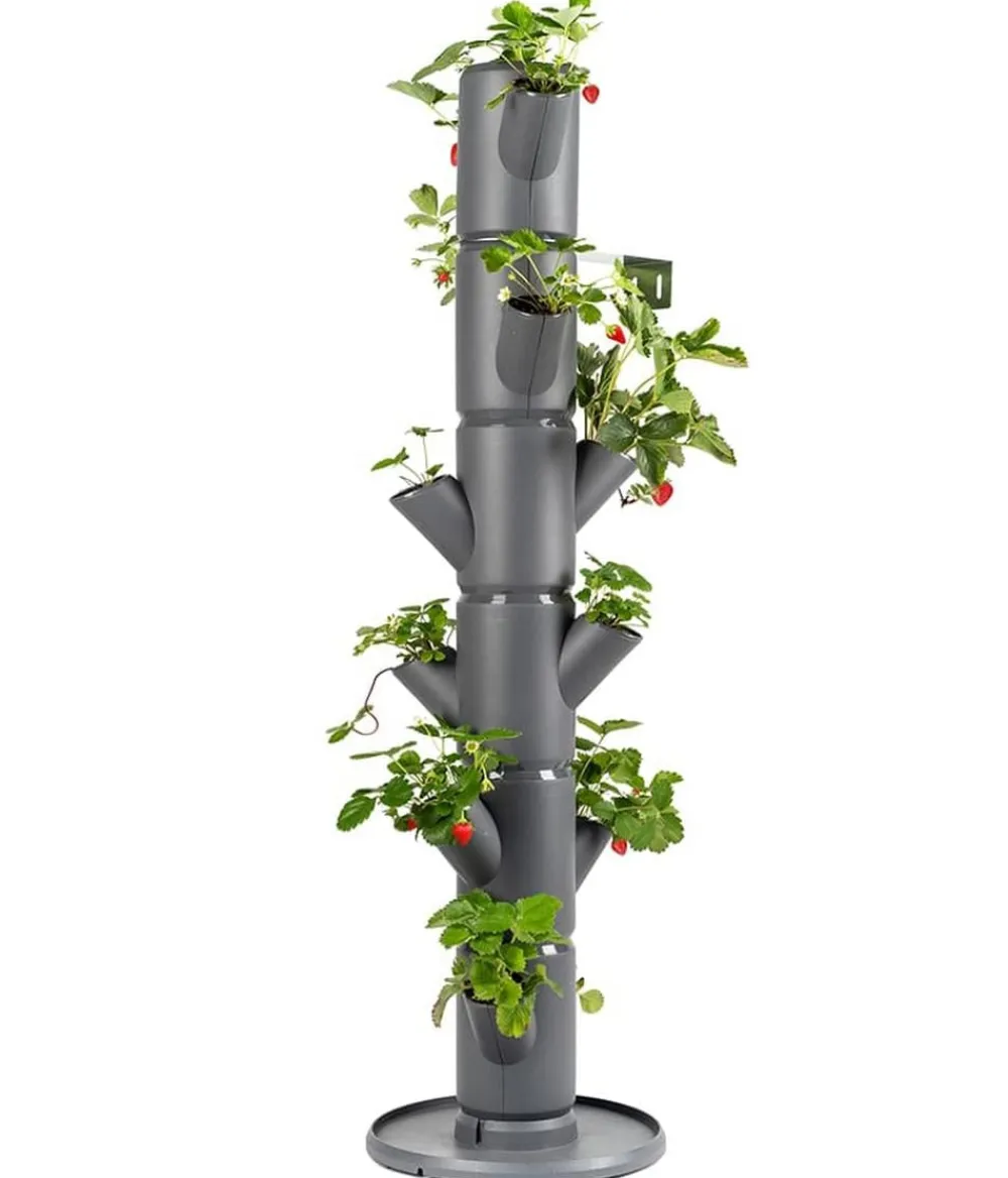 GUSTA GARDEN Erdbeerbaum Sissi Strawberry Classic, ca. B32/H113/T27 cm Dunkelgrau