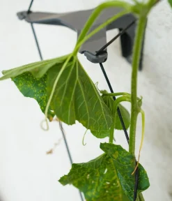 GUSTA GARDEN Rankgitter & Obelisken > Gurken-Rankhilfe Cucumber Buddy, ca. B18/H108/T14 cm, 3er-Set