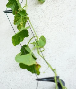 GUSTA GARDEN Rankgitter & Obelisken > Gurken-Rankhilfe Cucumber Buddy, ca. B18/H108/T14 cm, 3er-Set