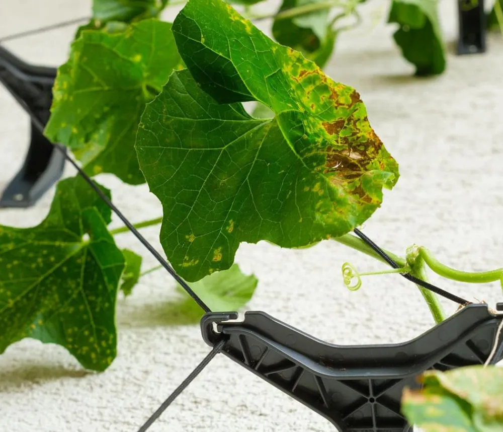 GUSTA GARDEN Rankgitter & Obelisken > Gurken-Rankhilfe Cucumber Buddy, ca. B18/H108/T14 cm, 3er-Set