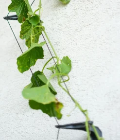 GUSTA GARDEN Gurken-Rankhilfe Cucumber Buddy, ca. B18/H108/T14 cm Anthrazit Best