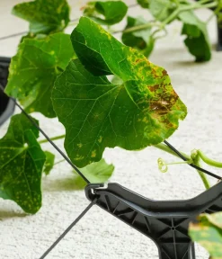 GUSTA GARDEN Blumentöpfe & Übertöpfe|Hydrosysteme > Gurken-Topf Curt Cucumber, ca. B35/H138/T28 cm