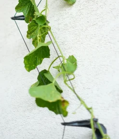 GUSTA GARDEN Blumentöpfe & Übertöpfe|Hydrosysteme > Gurken-Topf Curt Cucumber, ca. B35/H138/T28 cm