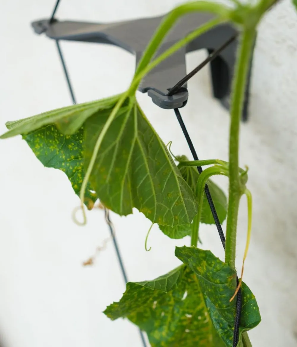 GUSTA GARDEN Blumentöpfe & Übertöpfe|Hydrosysteme > Gurken-Topf Curt Cucumber, ca. B35/H138/T28 cm