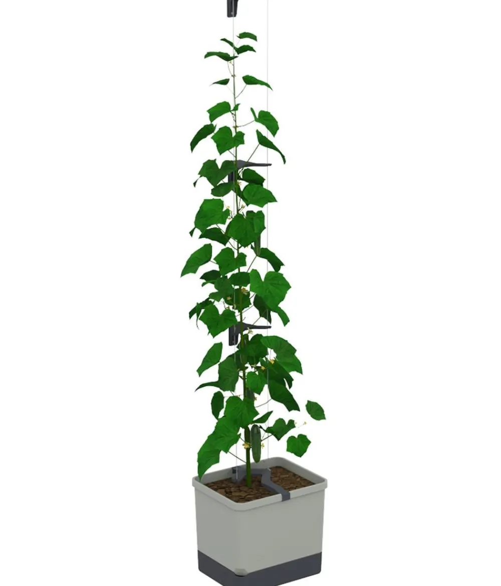 GUSTA GARDEN Blumentöpfe & Übertöpfe|Hydrosysteme > Gurken-Topf Curt Cucumber, ca. B35/H138/T28 cm